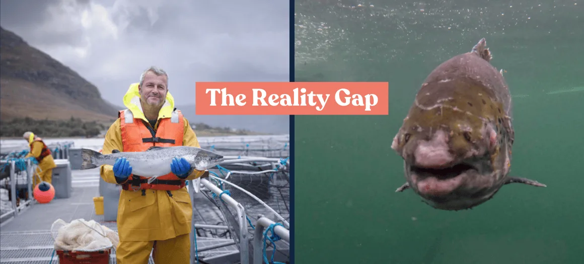 Cover of the WildFish Reality Gap report on Scottish salmon farming