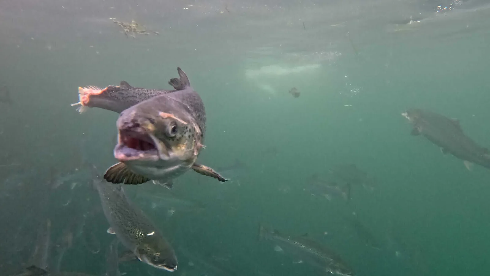Salmon farm pens sited close to the shoreline at Soay, Scotland