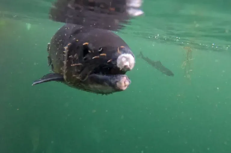 Farmed salmon with visible disease and physical damage